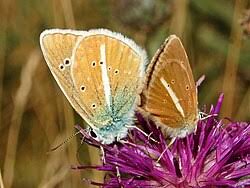Attēlu rezultāti vaicājumam “Agrodiaetus damon underside”