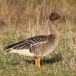 Image result for Anser fabalis