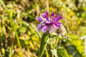 Image result for Centaurea pseudophrygia