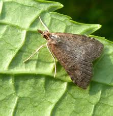 Attēlu rezultāti vaicājumam “Udea prunalis”