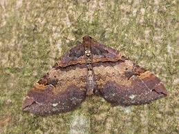 Attēlu rezultāti vaicājumam “Earophila badiata”