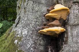 Attēlu rezultāti vaicājumam “Hapalopilus croceus”