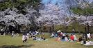 A Beginner's Guide to Cherry Blossom Viewing: How to do hanami?