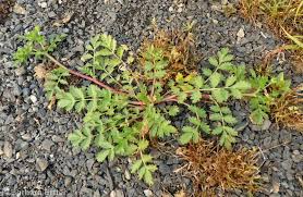 Attēlu rezultāti vaicājumam “Potentilla supina flower”