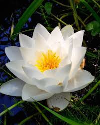 Attēlu rezultāti vaicājumam “Nymphaea alba flower”