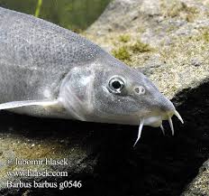 Image result for Barbus barbus