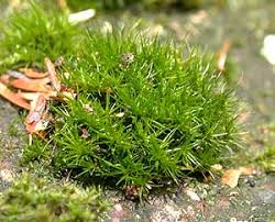 Attēlu rezultāti vaicājumam “| Dicranum”