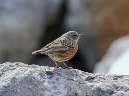 Image result for Prunella collaris