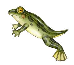 Attēlu rezultāti vaicājumam “Rana temporaria”