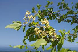 Attēlu rezultāti vaicājumam “Catalpa ovata”