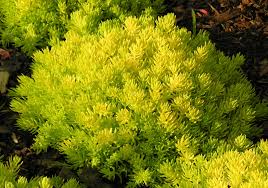 Attēlu rezultāti vaicājumam “Sedum rupestre”