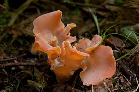 Attēlu rezultāti vaicājumam “Tremiscus helvelloides”