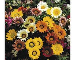 Image result for Gazanien