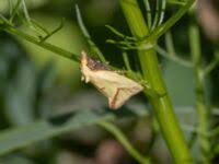 Attēlu rezultāti vaicājumam “Agapeta hamana”