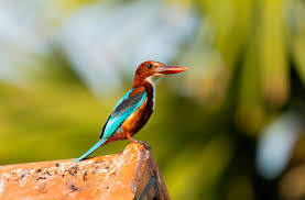 Attēlu rezultāti vaicājumam “Licea pygmaea macro”