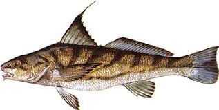 Image result for Menticirrhus saxatilis