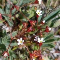 Attēlu rezultāti vaicājumam “Androsace septentrionalis fruit”