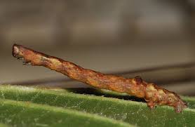 Attēlu rezultāti vaicājumam “Plagodis pulveraria”