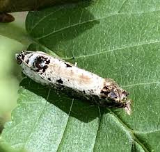 Attēlu rezultāti vaicājumam “Hedya salicella”