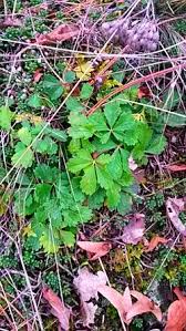 Attēlu rezultāti vaicājumam “Potentilla arenaria leaf”