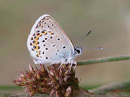 Attēlu rezultāti vaicājumam “Plebejus argus”