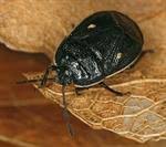 Attēlu rezultāti vaicājumam “Adomerus biguttatus”