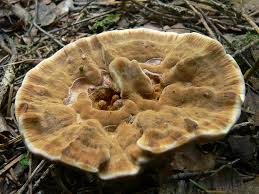 Attēlu rezultāti vaicājumam “Onnia tomentosa”