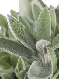 Image result for Salbei