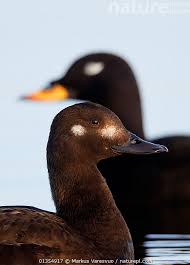 Attēlu rezultāti vaicājumam “Melanitta fusca”