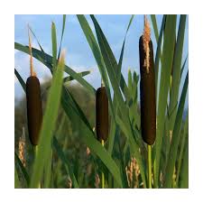 Image result for Rohrkolben