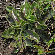 Attēlu rezultāti vaicājumam “Hypochaeris maculata”