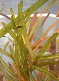 Attēlu rezultāti vaicājumam “Potamogeton trichoides leaf”