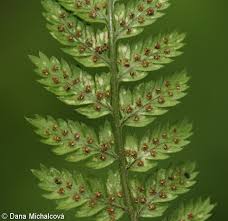 Attēlu rezultāti vaicājumam “Dryopteris dilatata”
