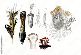 Attēlu rezultāti vaicājumam “Claviceps purpurea”