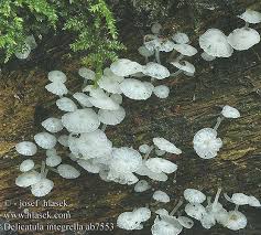 Attēlu rezultāti vaicājumam “Delicatula integrella”