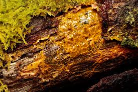 Attēlu rezultāti vaicājumam “Badhamia utricularis”