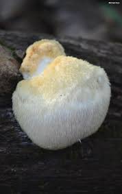 Image result for Leucoraja erinaceus