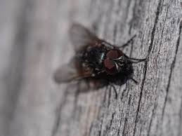 Attēlu rezultāti vaicājumam “Muscidae”