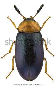 Attēlu rezultāti vaicājumam “Tetratoma fungorum”