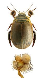 Attēlu rezultāti vaicājumam “Acilius sulcatus”