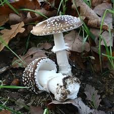 Attēlu rezultāti vaicājumam “Amanita pantherina”