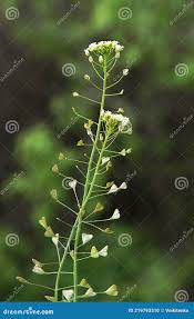 Attēlu rezultāti vaicājumam “Capsella bursa-pastoris bud”