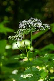 Image result for Chaerophyllum aureum