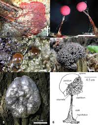 Attēlu rezultāti vaicājumam “Diachea subsessilis young”