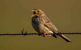 Image result for Emberiza calandra