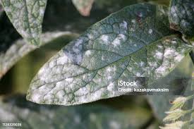 Attēlu rezultāti vaicājumam “Symphytum asperum leaf”