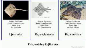 Image result for Dipturus laevis