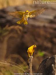 Attēlu rezultāti vaicājumam “Oriolus oriolus male”