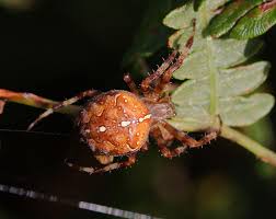 Attēlu rezultāti vaicājumam “Araneus diadematus”