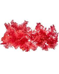 Attēlu rezultāti vaicājumam “Lycogala botrydium macro”